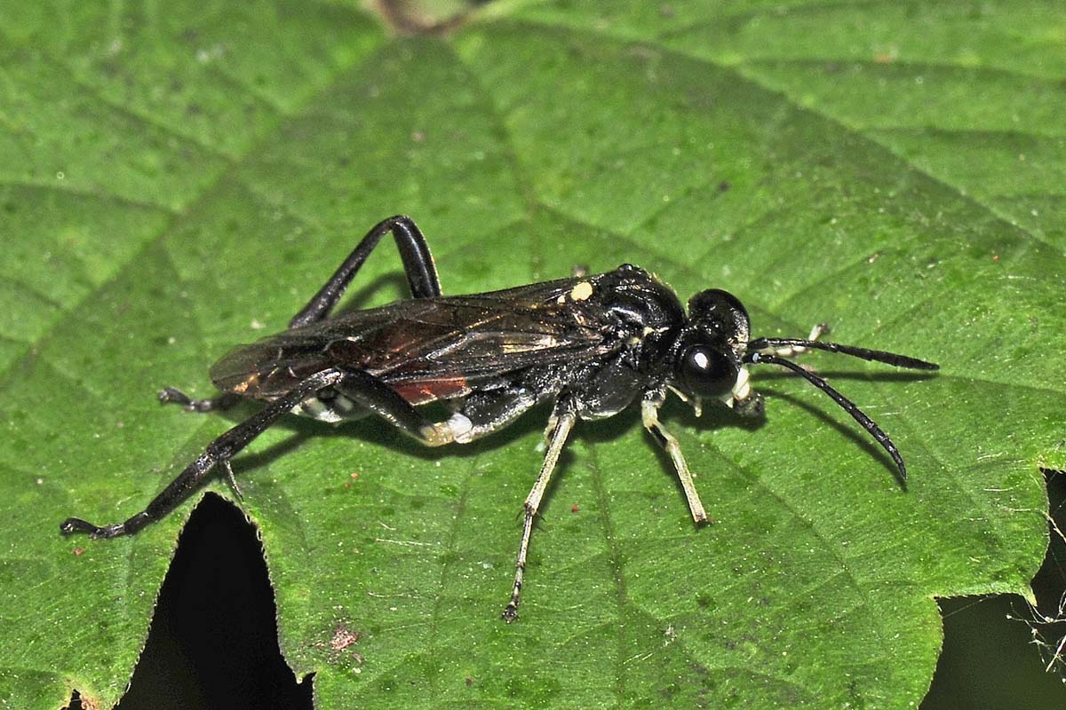 Tenthredinidae N 14 Macrophya militaris?